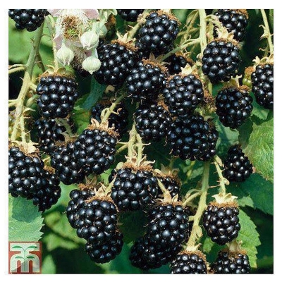 Picture of Blackberry and blackberries fruit tree mulberry fruit bonsai healthy nutrition-30pcs seeds