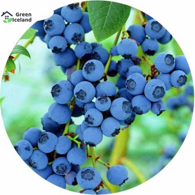 Picture of Blueberry fruit bonsai seed-seed-10 pes seeds