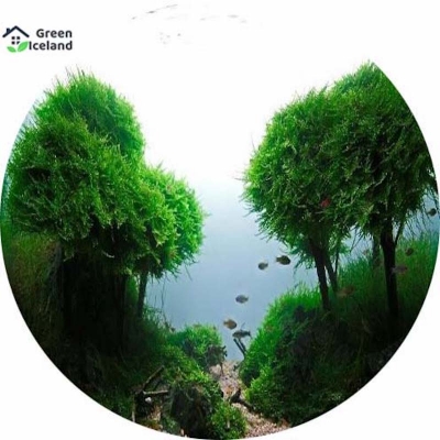 Picture of 5 pieces of natural aquarium plant pine plants bonsai seeds