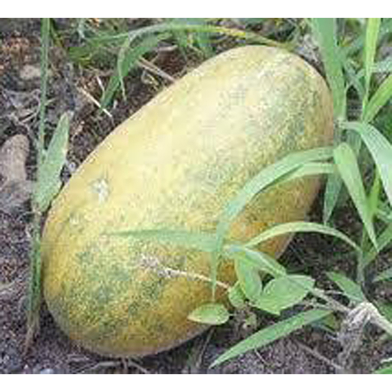 Picture of Muskmelon Seeds - 30 PCS (Chinal Bangi Seed Intake Packet)
