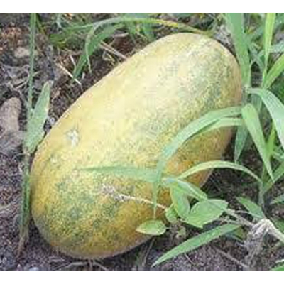 Picture of Muskmelon Seeds - 30 PCS (Chinal Bangi Seed Intake Packet)