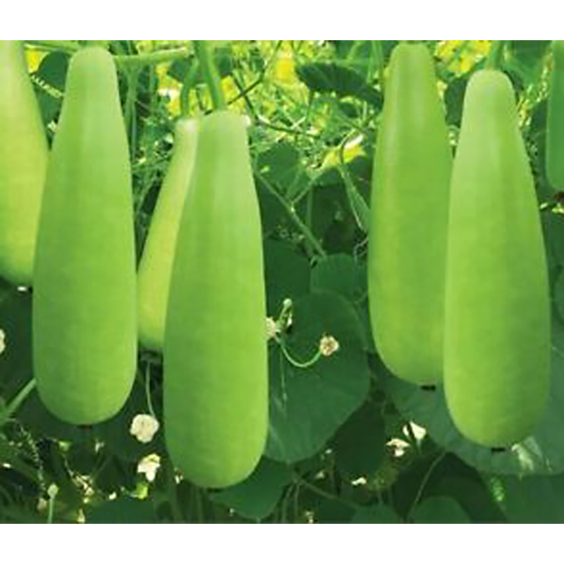 Picture of Hybrid long green bottle lob seed-10 pc
