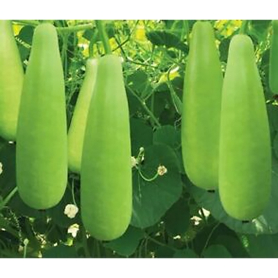 Picture of Hybrid long green bottle lob seed-10 pc