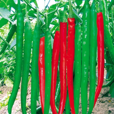 Picture of Green pepper seeds long chilli seed -100 + pice (bell seed)