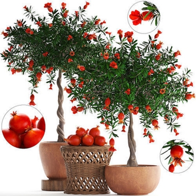 Picture of Pomegranate Seeds -20 Piece (Global Seed)