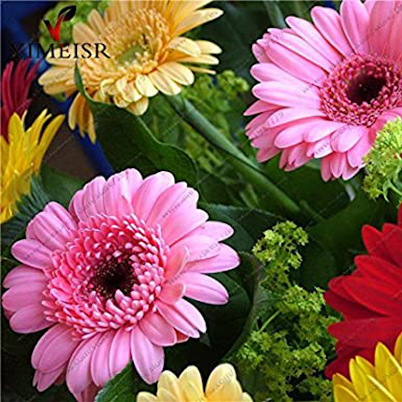 Picture of Gerbera Daisy Bonsai Flower Seeds/Seed 20 Piece