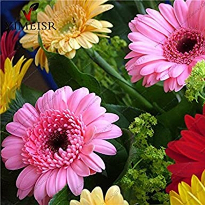 Picture of Gerbera Daisy Bonsai Flower Seeds/Seed 20 Piece
