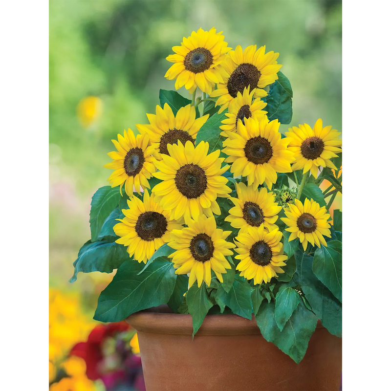 Picture of 20 Piece/Pack Dwarf Sunflower Seeds for Tub Terres