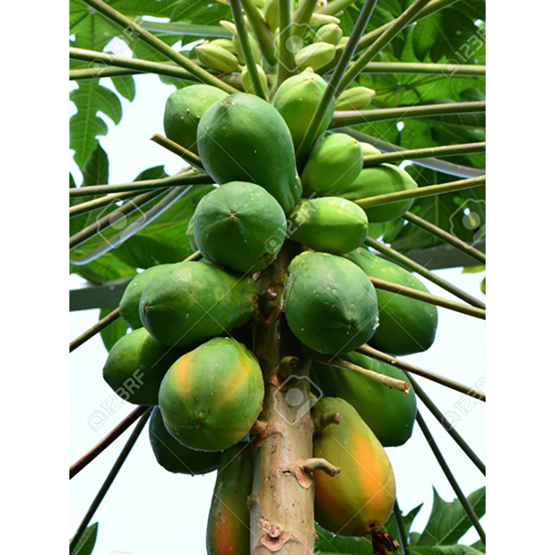 Picture of Papaya Seeds Hybrid (Papaya Seed) - 10 Pieces Intect Packets