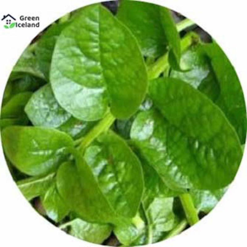 Picture of 100 pieces of natural global puisak seeds