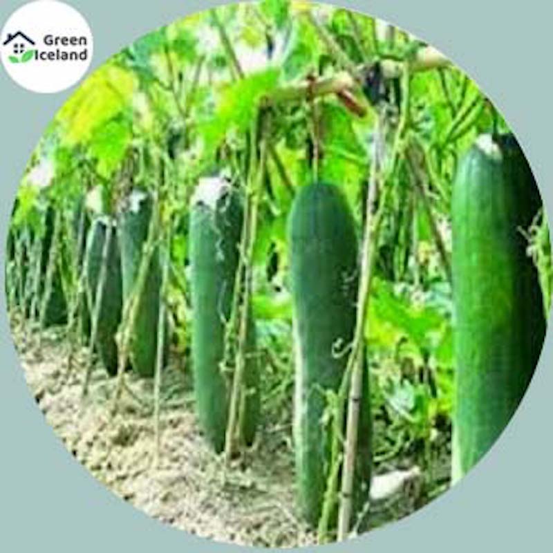Picture of Organic Cucumber Seed (Sasha Seed) - 50 Piece Seeds