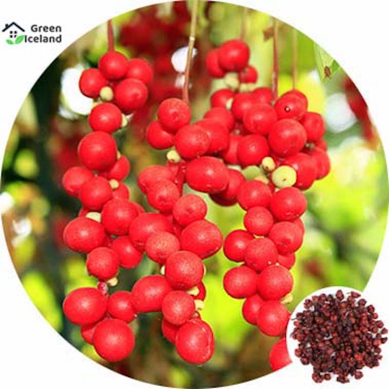 Picture of 30 Peace Global Skisandra Chinese Magnolia Fruit Seeds