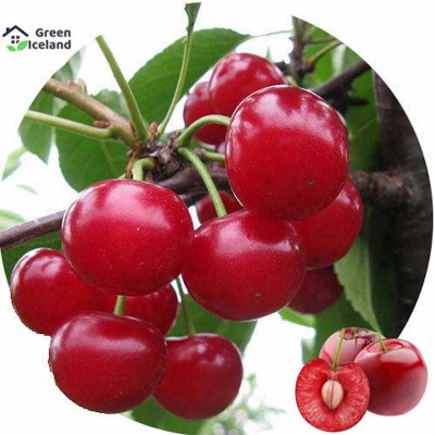 Picture of The seeds of sweet cherry trees-5 pice seeds