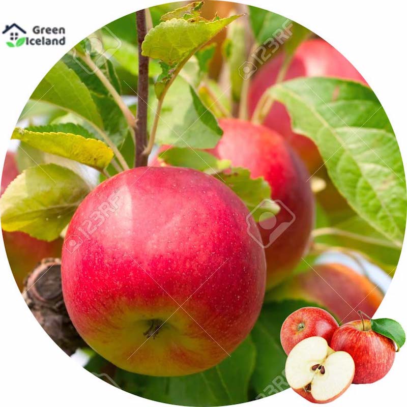 Picture of Apple seeds of all season (apple seeds) - 20 pce seeds