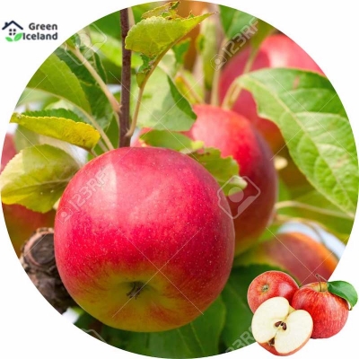 Picture of Apple seeds of all season (apple seeds) - 20 pce seeds