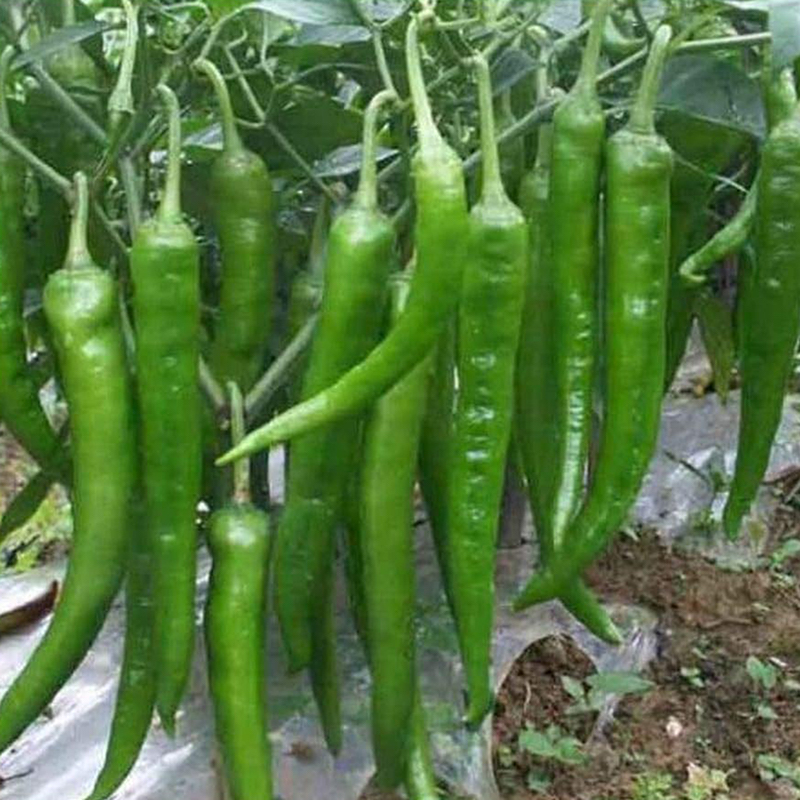 Picture of 20 Piece spicy green pepper seeds (chilli seeds)