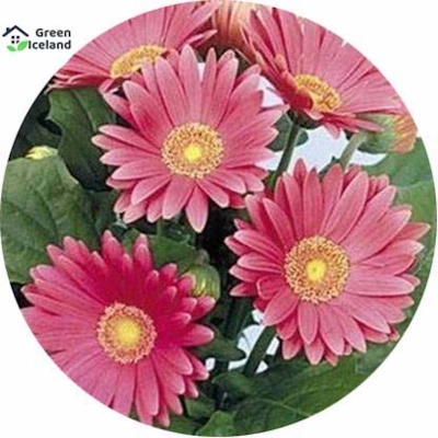 Picture of Organic Gerbera Daisy Flower Seed-20 Peace Seed