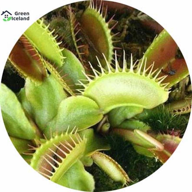 Picture of 100 pice organic pesticide dinia muscipula flightrap seed -100 pc seeds