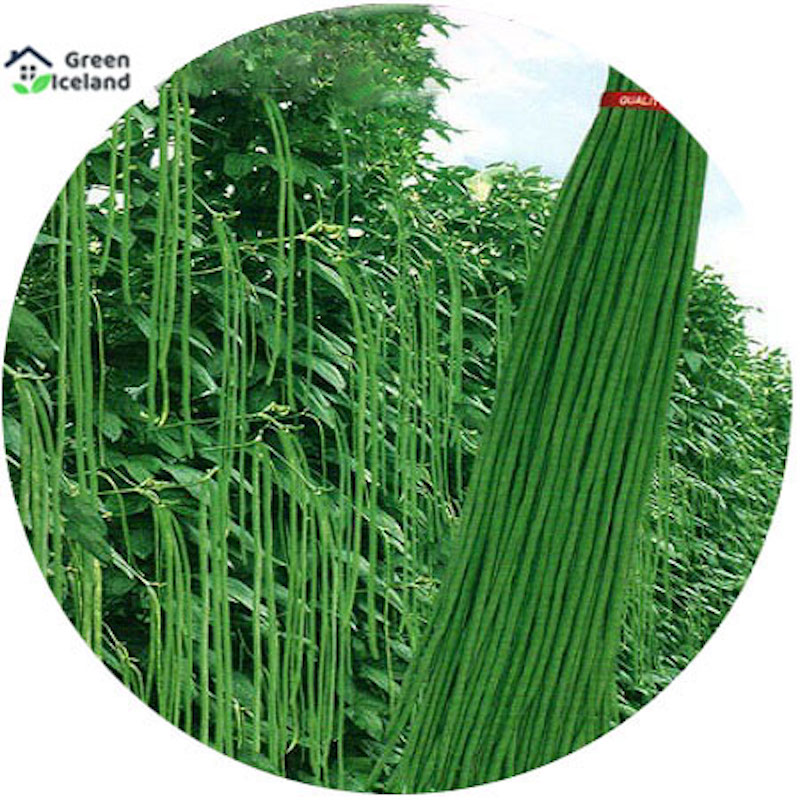 Picture of Seeds of organic long bean (barbati seed) - 50 pce seeds