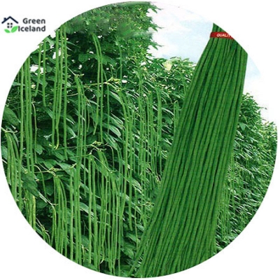 Picture of Seeds of organic long bean (barbati seed) - 50 pce seeds