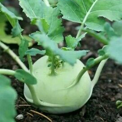 Picture of Olkopi Vegetable Seeds - 300 pieces (Ockpie seed intake packet)