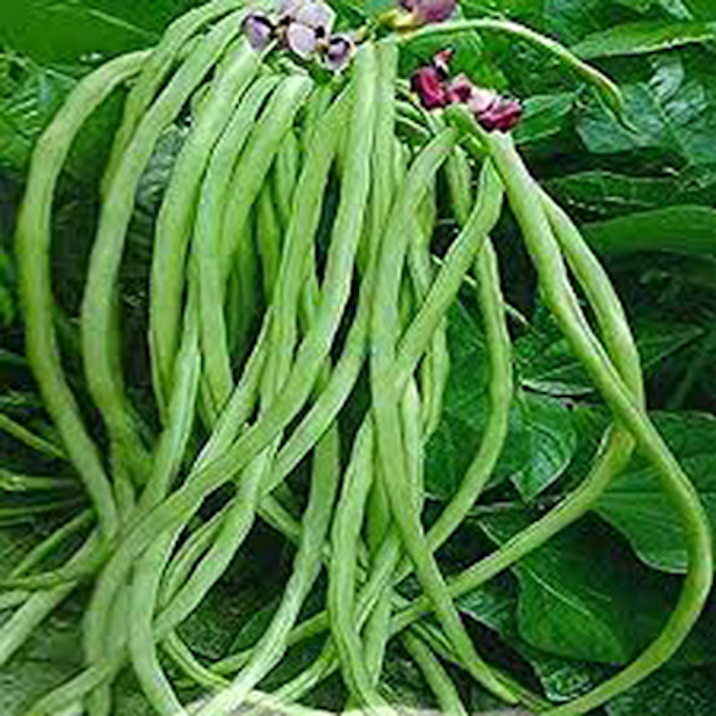 Picture of Barbie Kaganaki Seed - 1 Peach