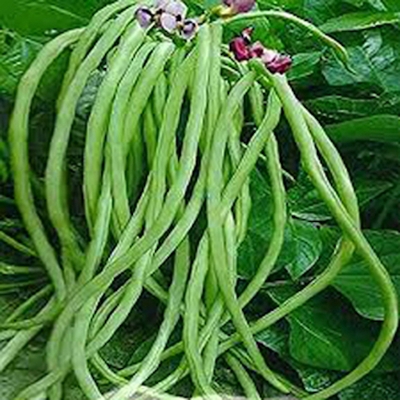 Picture of Barbie Kaganaki Seed - 1 Peach