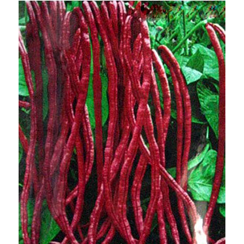 Picture of Barbie Kaganaki Seed - 1 Peach