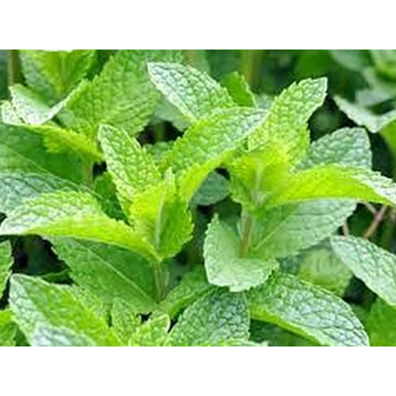Picture of Pudina Seeds/ Mint Seeds 100+ PCS (Mint's Biz) -100Piece Intake Packet.