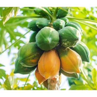 Picture of Papaya Seeds (Papaya Seed) - 10 Pieces Intect Packets