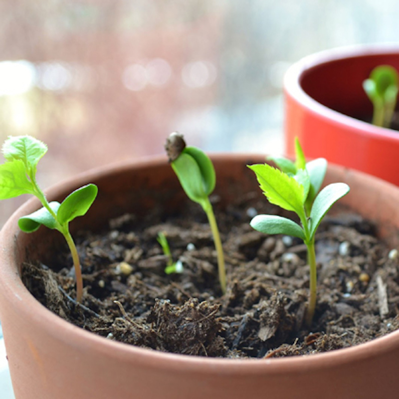 Picture of The seeds of apple tree -25 pice (global seed)