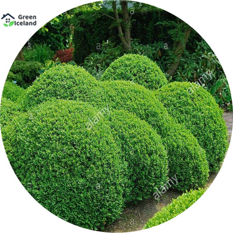 Picture of 20 pieces of global shrubs seed