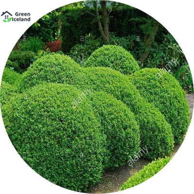 Picture of 20 pieces of global shrubs seed