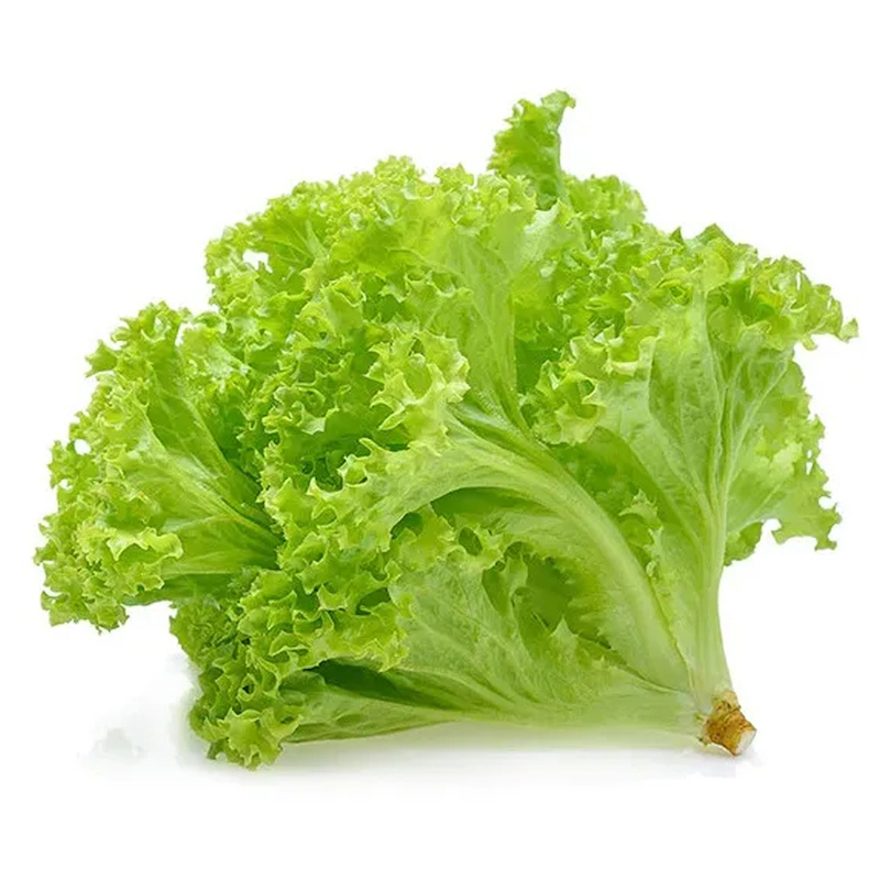 Picture of 100 pieces of lettuce Grand Rapid Seed (lettuce leaves seed) can be easily increased