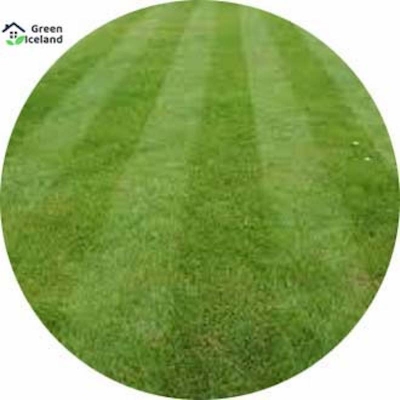 Picture of All season's lawn grass seeds (carpet grass) - 200 + piss seeds
