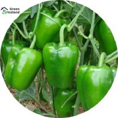 Picture of 10 PCS All Season Green Capsicum Seeds (Green Capsicum Seed)