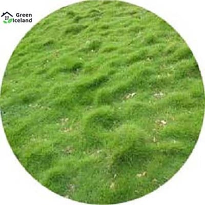 Picture of Rare 200 + PC Lawn Grass Seed (Carpet Gass) -200 + PC Seeds