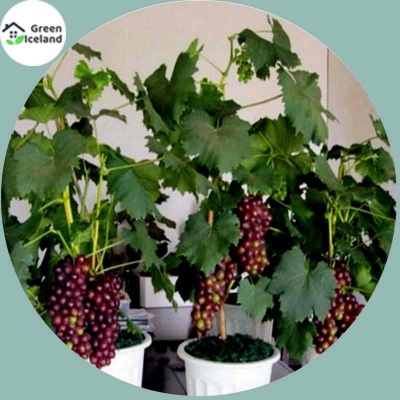 Picture of 20 Piece Small Grapes of All Season-20 Piece Seeds