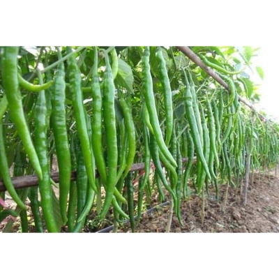 Picture of Green chilli seed -10 pice seeds