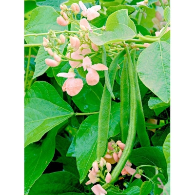 Picture of Bean seed-10 pice seeds