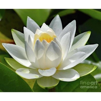 Picture of Big ice white puddle flower nelambo pond plant bonsai-5 pc seeds