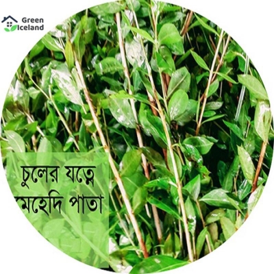 Picture of 50 Piece Organic Mehendi Bonsai Tree Seed (Mehdi Gash Seed)