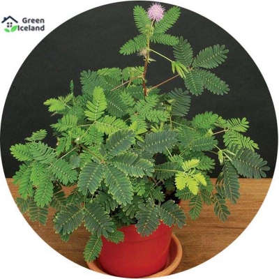 Picture of 15 Piece All Season Lozaboti Tree Seeds (Lozbati Fodder Seeds) - 15 Piece Seeds