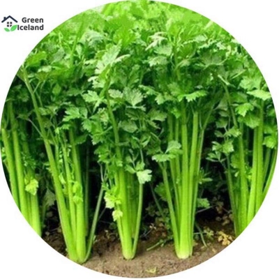 Picture of Global Dhonia leaves seed-50 pc seeds