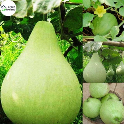 Picture of Round Lau/Lau Seed-10 Peace Seed (imported global seeds)
