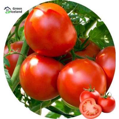 Picture of Delicious tomato seeds of all season (tomato seeds) - 20 pce seeds