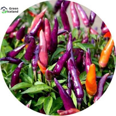 Picture of 20 pieces of global ornamental pepper seeds