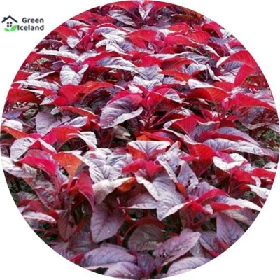 Picture of 1000 Peace Global Red Red/Red Spinach Seeds (Red Vegetable Seeds)