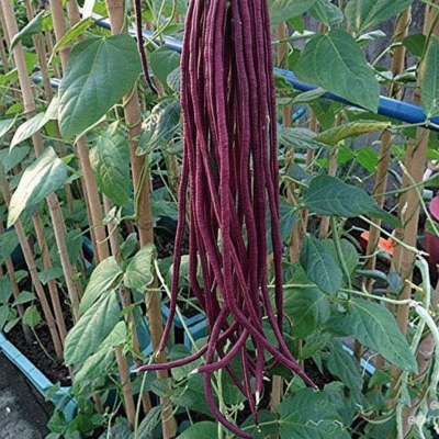 Picture of All seasoned red bean seeds (red barbati seed) - 30 pce seeds