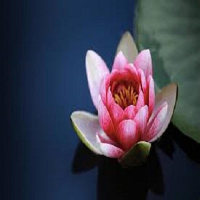 Picture of Summer bowl Padma Pots Bonsai Garden Padma Flower-5 Piece Seeds for Seeds